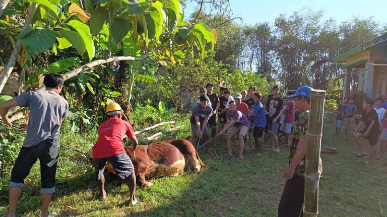 LDII Kabupaten Kediri Potong 862 Hewan Qurban